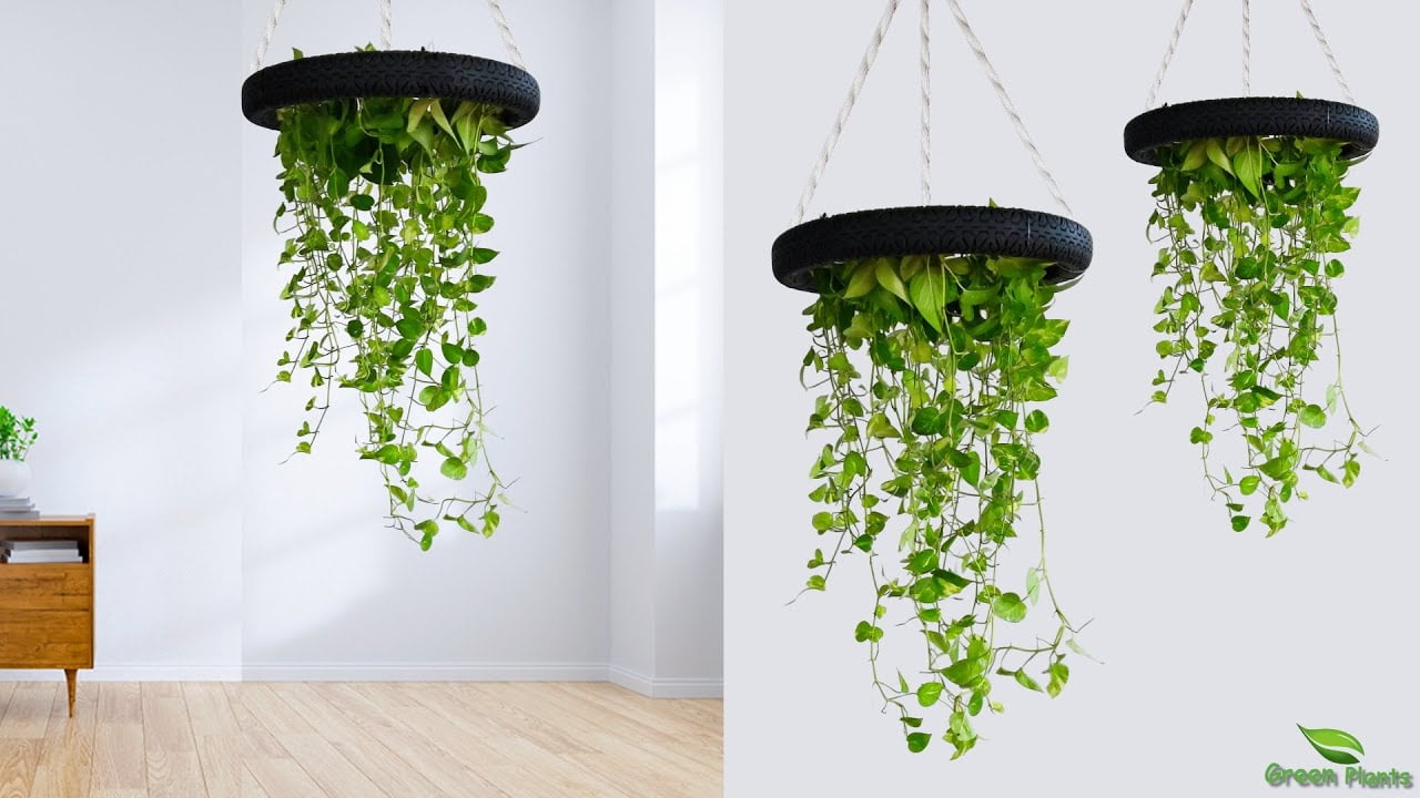 money plant