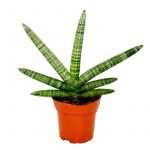 sansevieria-cylindrica-small