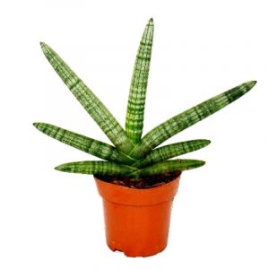 sansevieria-cylindrica-small