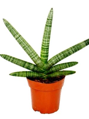 sansevieria-cylindrica-small