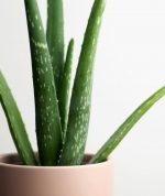 Small Aloe Vera Leaves