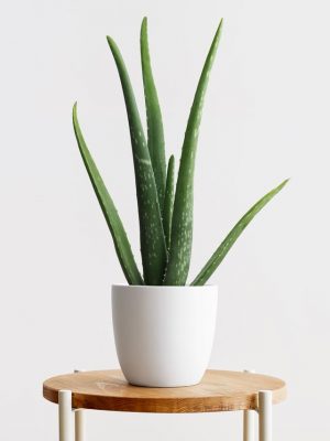Small Aloe Vera on Table Indoor Plant