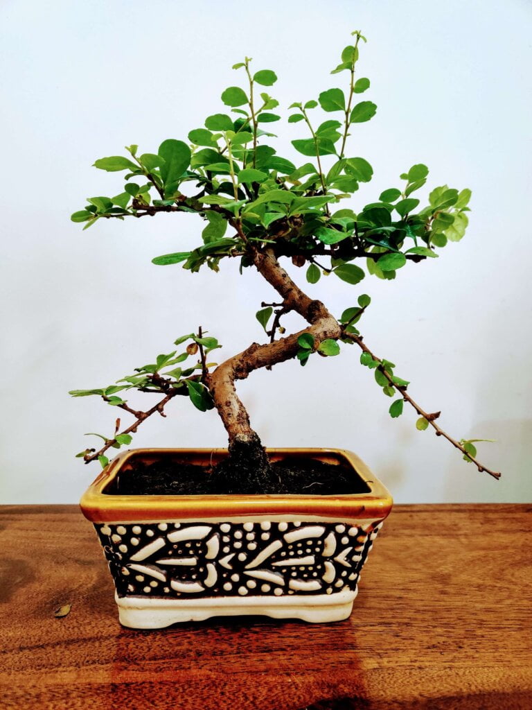 Carmona Indoor Bonsai Plants