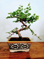 Carmona Indoor Bonsai Plants