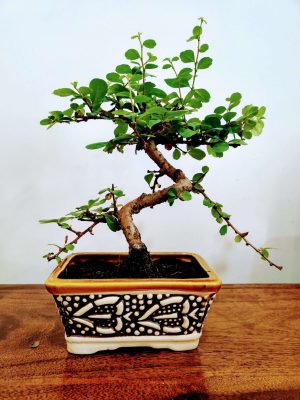 Carmona Indoor Bonsai Plants