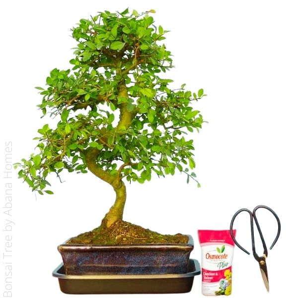 Bonsai Tree by Abana Homes