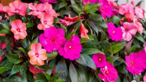 Balsam Plant