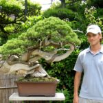 Juniper bonsai Tree