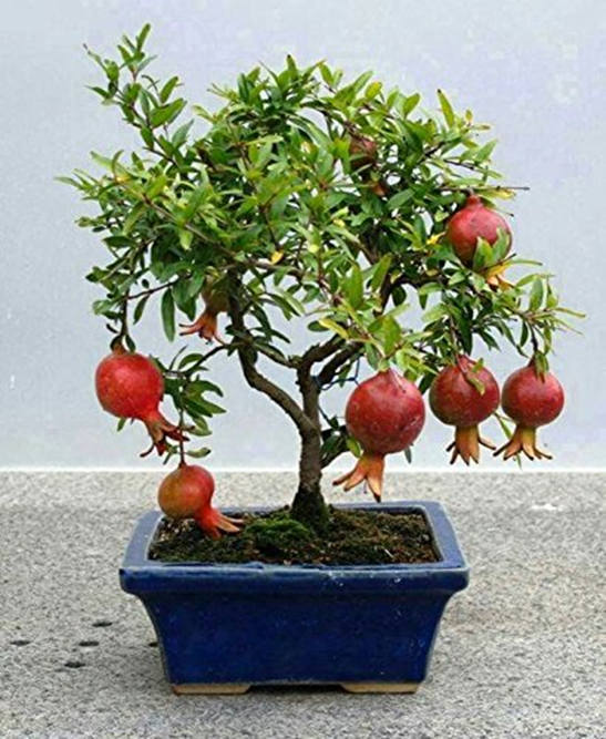 dwarf pomegranate