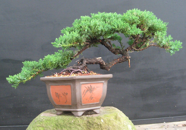 Top 10 Bonsai Tree For Sale Bonsai Plants Online