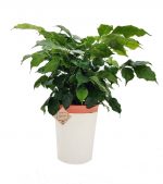 Lucky Radermachera Tree in Self Watering Pot