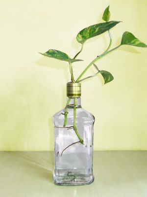 Money Plant in Water