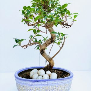 Ficus Bonsai Tree