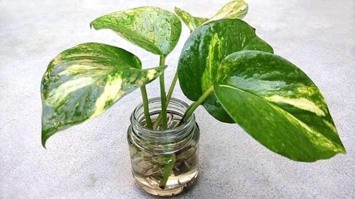 Money plant clearance in water