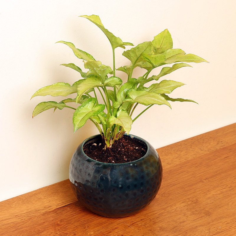 pleasing-syngonium-plant-