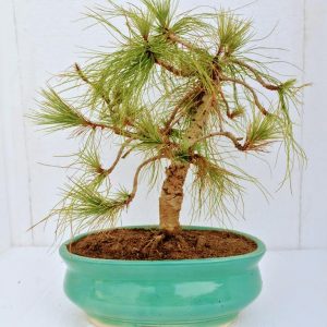 Japanese Black Pine Bonsai Tree in India