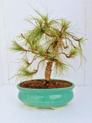 Japanese Black Pine Bonsai Tree in India