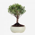 brush cherry bonsai