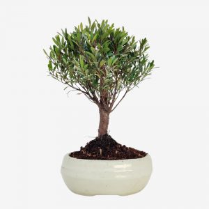 brush cherry bonsai
