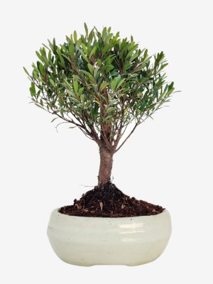 brush cherry bonsai