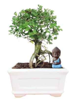 elm bonsai tree sohin