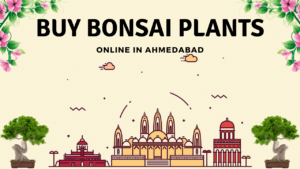 bonsai plants in Ahmedabad