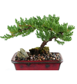Outdoor Bonsai Tree