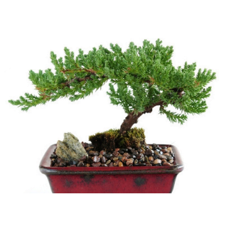 juniper bonsai tree