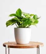 Money Plant