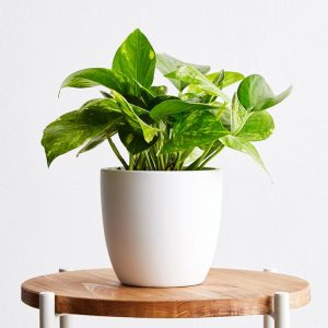 Money Plant