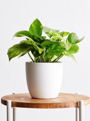 Money Plant