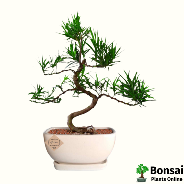 Beautiful Buddhis Pine bonsai tree