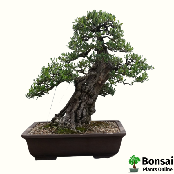 European Olive Bonsai Tree