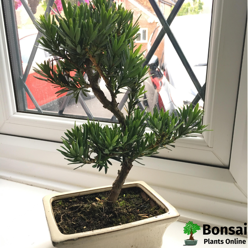 Buddhist Pine bonsai tree as an indoor plant