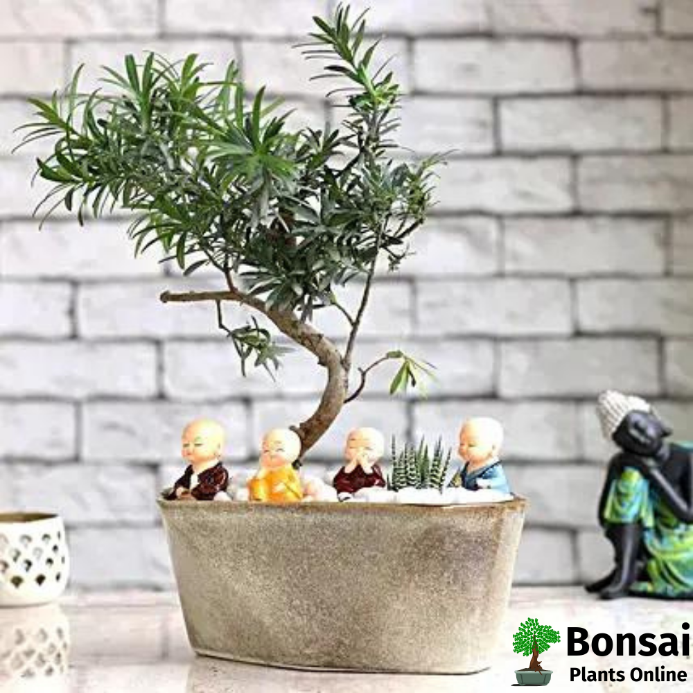 Buudist Pine bonsai tree for positive vibes