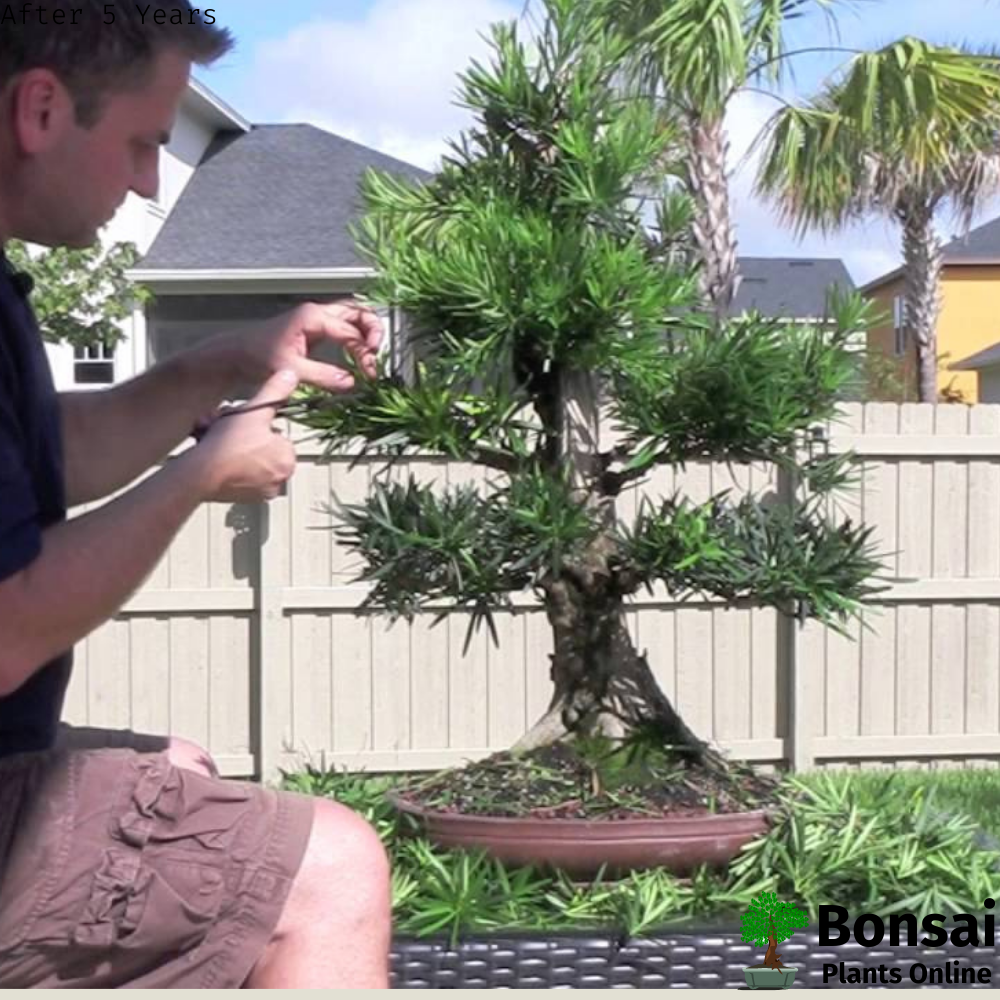 Buddhist Pine bonsai tree as an easy care houseplant