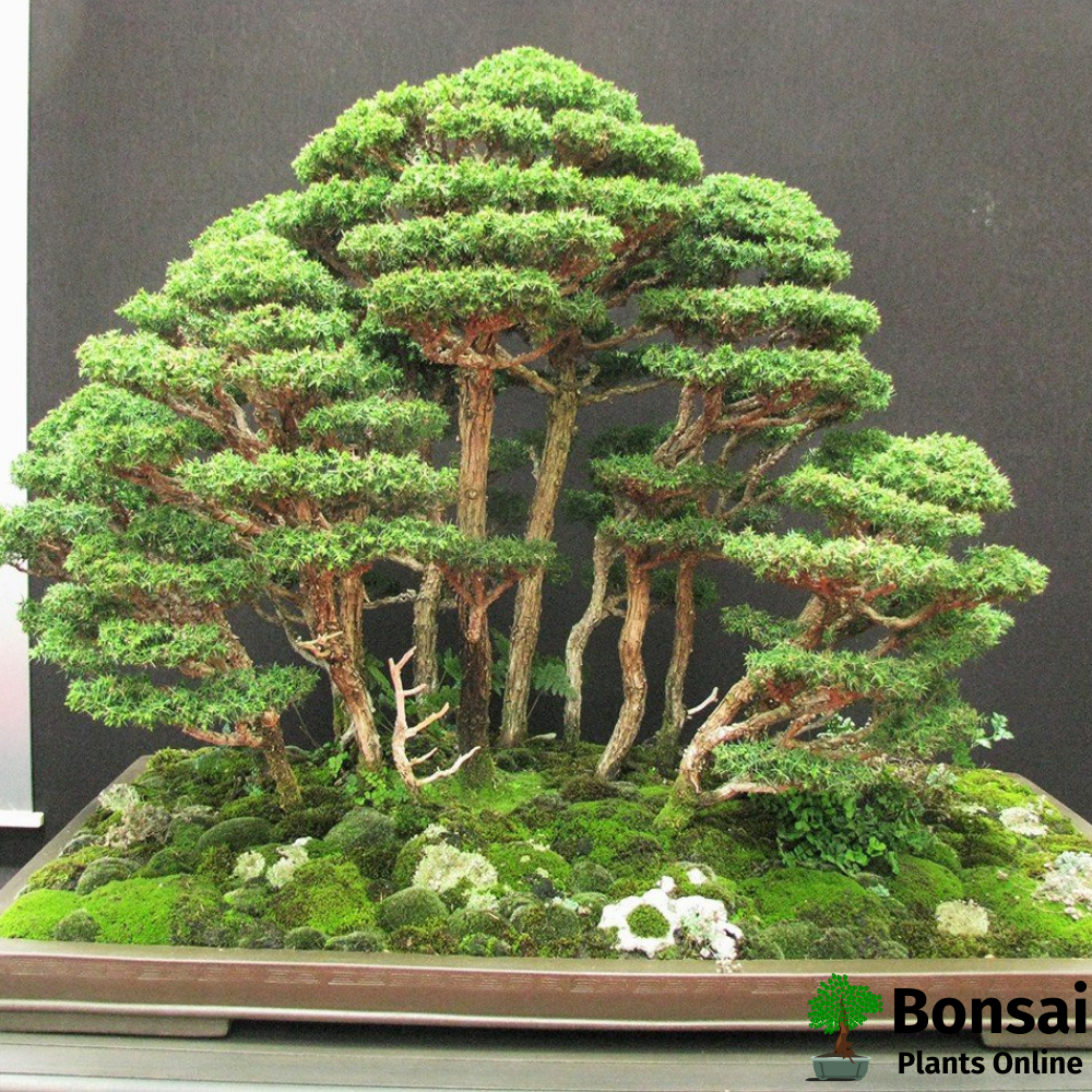 Gorgeous Cedar bonsai tree