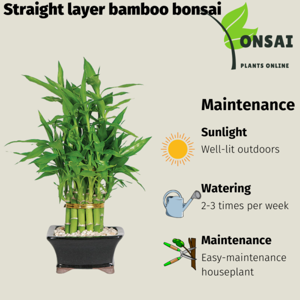 Get the straight layer bamboo bonsai