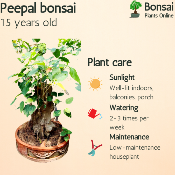 15 Yrs Old Peepal Tree Bonsai - Image 4