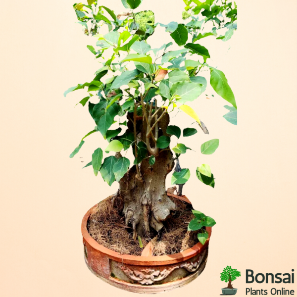 Get the 15 years old sacred Peepal tree bonsai