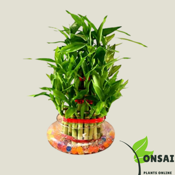 Get the 7 layered lucky bamboo bonsai