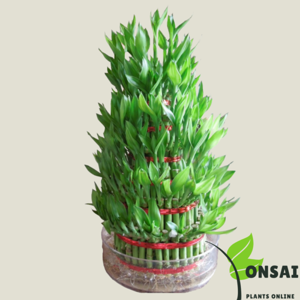 7 Layered Lucky Bamboo Bonsai - Image 3