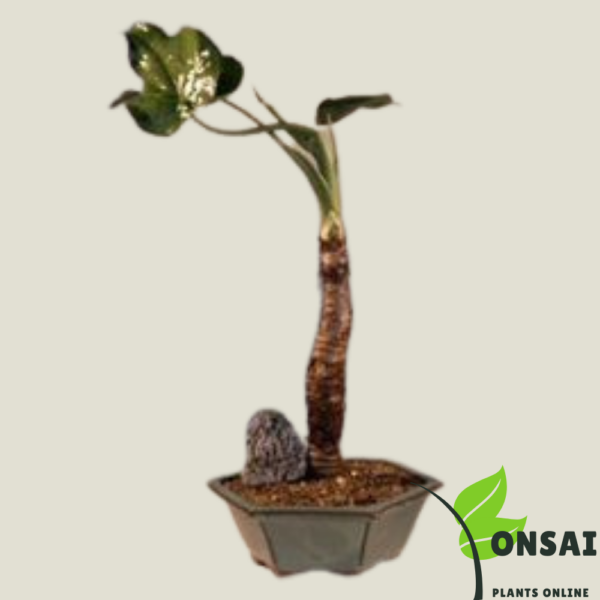 Get the rare Buddha's Ear bonsai