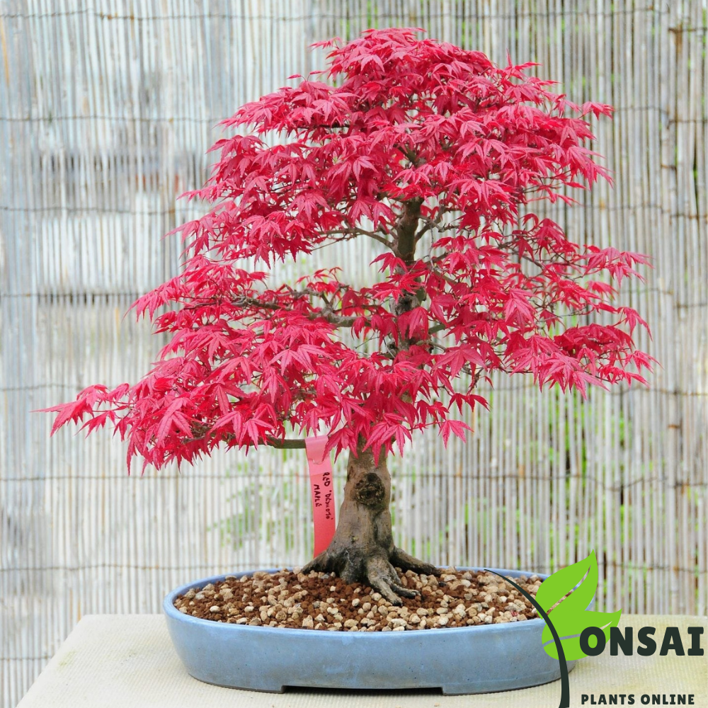 Elegant-looking dwarf Red Maple bonsai