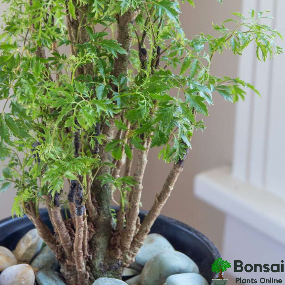 Air-purifying Ming Aralia bonsai for indoors