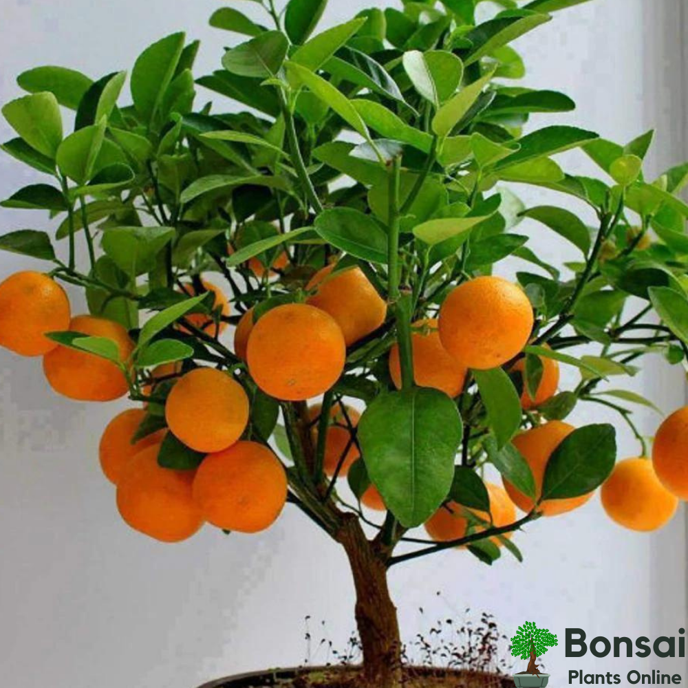 Fruit-bearing indoor orange bonsai