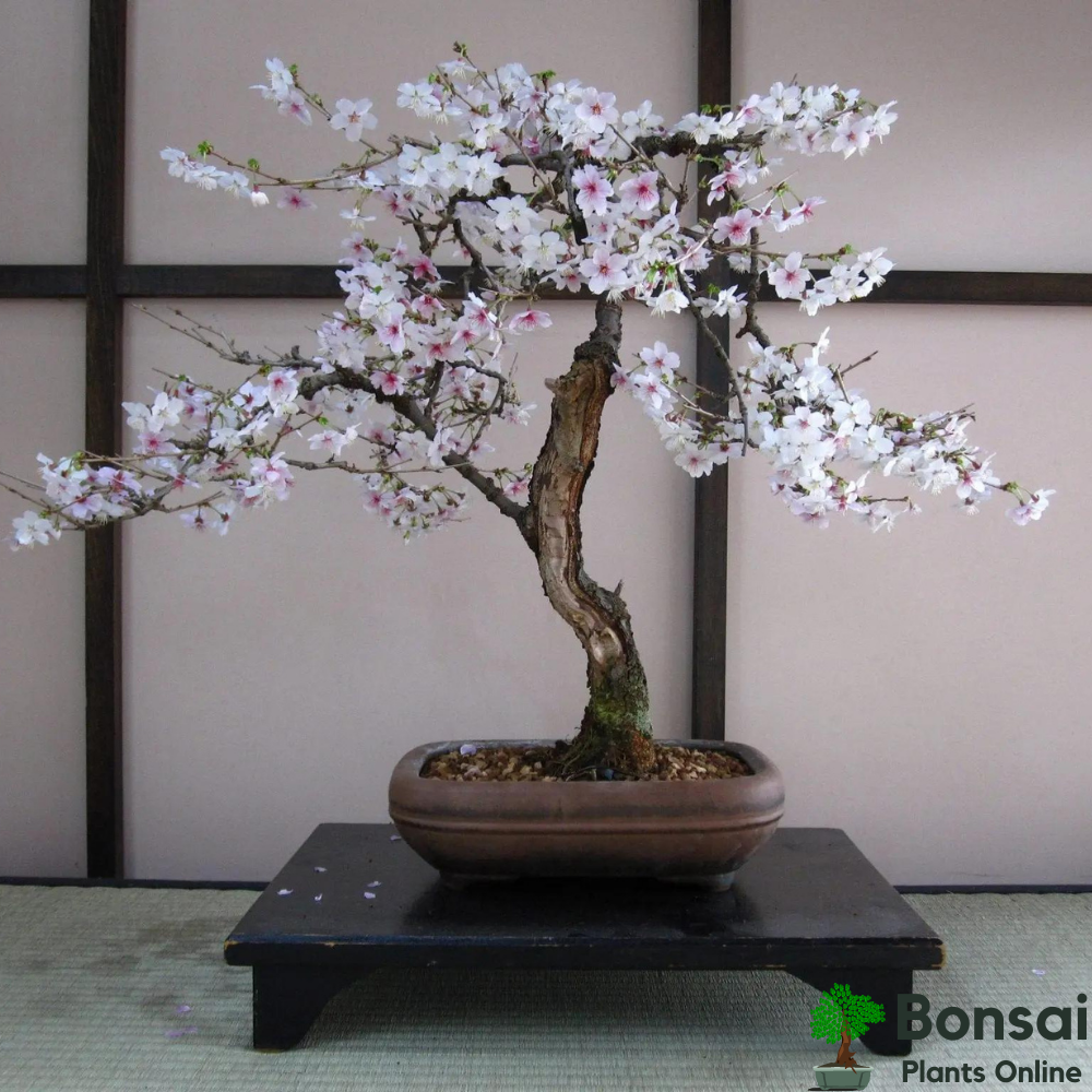 Beautiful flowering Brush Cherry bonsai