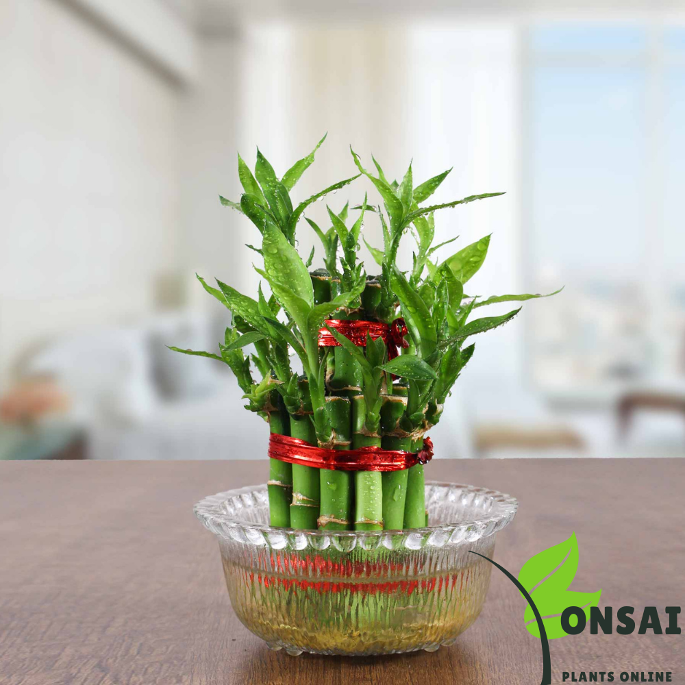 Elegant 2 layered lucky bamboo bonasai