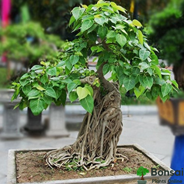 Beautiful and sacred Peepal bonsai