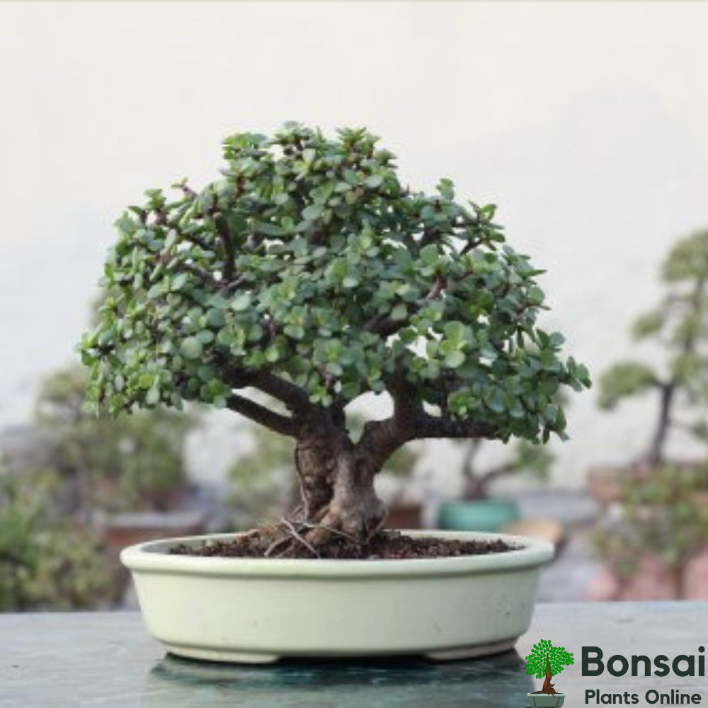 Beautiful Jade bonsai for prosperity indoors